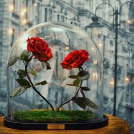 forever-rose